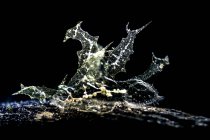Мелібе гранелі морський лелека — стокове фото