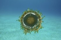Медуза плавання поблизу Bonaire — стокове фото