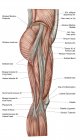 Anatomia dos músculos da coxa humana com etiquetas — Fotografia de Stock