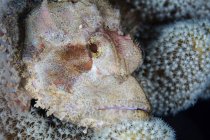 Риба скорпіон, що лежить на рифі — стокове фото
