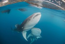 Пара китовых акул, плавающих вблизи поверхности — стоковое фото