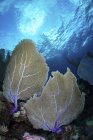 Ventiladores do mar no recife de coral — Fotografia de Stock