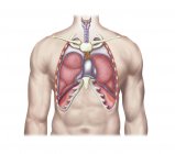Ilustración médica de los pulmones humanos en el cuerpo - foto de stock