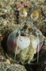 Mantis camarão close up headshot — Fotografia de Stock