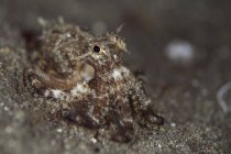Camouflaged octopus on sandy seabed — Stock Photo