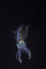 Reef squid hovering in dark water — Stock Photo