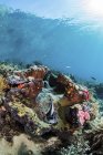 Palourde géante sur le récif corallien — Photo de stock