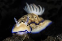 Hypselodoris tryoni nudibranch — Stock Photo