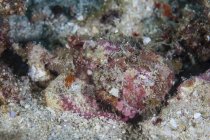 Escorpión camuflado tendido en arrecife de coral - foto de stock