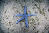 Blue starfish on sandy seafloor — Stock Photo