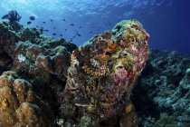 Gran pez escorpión en los arrecifes de coral - foto de stock