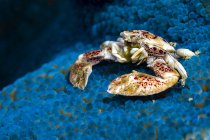 Granchio di porcellana maculato su anemone blu — Foto stock