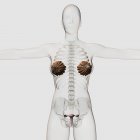 Тривимірний вигляд жіночої репродуктивної системи — стокове фото