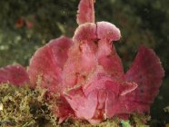 Paddle-flap pink scorpionfish closeup shot — Stock Photo