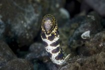 Snowflake moray eel on seabed — Stock Photo