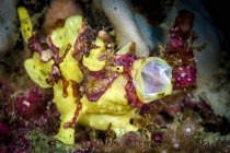 Бородавчасті frogfish позіхання — стокове фото