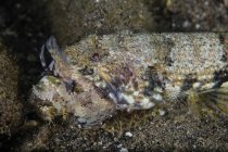 Lizardfish eating blenny — Stock Photo