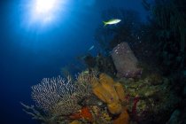 Коралловый и губчатый риф — стоковое фото
