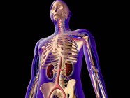 Прозорий погляд на людське тіло, що показує нирки та скелетну систему — стокове фото