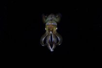 Bigfin reef squid hovering in dark — Stock Photo