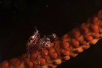 Minuscule crabe en porcelaine sur fouet corail — Photo de stock