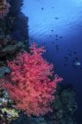 Мягкие кораллы цепляются за акульный риф — стоковое фото