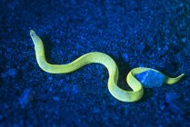 Eel with fluorescence light and filters — Stock Photo