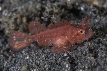 Juvenile Ambon scorpionfish on sandy seafloor — Stock Photo