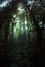 Forêt de varech géant — Photo de stock