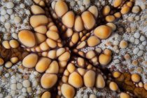 Pushion starfish close seup shot — стоковое фото