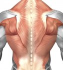 Anatomie musculaire masculine du dos humain — Photo de stock