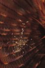 Пятнистые белые и прозрачные креветки на спиральном коричневом перьевом черве, Бали, Индонезия — стоковое фото