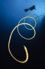 Diver swimming over whip coral — Stock Photo