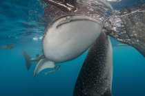 Walhaie unter Fischernetzen — Stockfoto