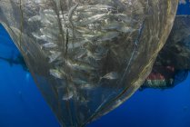 Rede de pesca com peixes prateados e dourados, Baía de Cenderawasih, Papua Ocidental, Indonésia — Fotografia de Stock