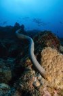 Оливкова Морська змія — стокове фото