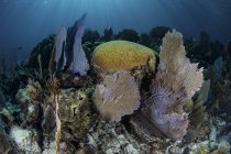Gorgonianos com corais de construção de recifes em recifes — Fotografia de Stock
