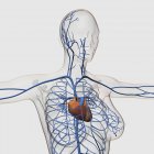 Медицинская иллюстрация системы кровообращения с сердцем и венами — стоковое фото