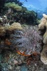 Crown-of-thorns Морська зірка на коралів в Індонезії — стокове фото