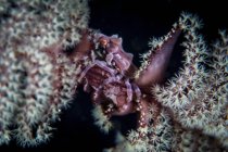 Tiny crab clinging to sea pen — Stock Photo