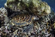 Hawksbill sea turtle under boulder — Stock Photo