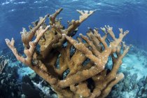 Colony of elkhorn coral growing on reef — стоковое фото