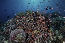 Цветные рыбы, плавающие над рифом — стоковое фото