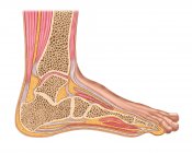 Поздовжня ділянка людської ноги на сагітальній площині — стокове фото