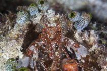 Camarão mantis espreitando fora do covil — Fotografia de Stock