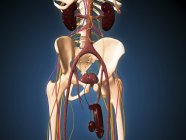 Медична ілюстрація чоловічого скелета з системою сечоводів — стокове фото