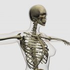 Vista tridimensionale della gabbia toracica femminile e del sistema scheletrico — Foto stock