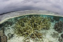 Colônia de coral de staghorn em águas rasas — Fotografia de Stock
