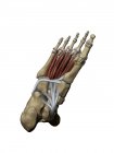 Modelo del pie que representa los músculos profundos plantares y las estructuras óseas - foto de stock
