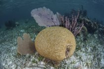 Brain coral and gorgonians — Stock Photo
